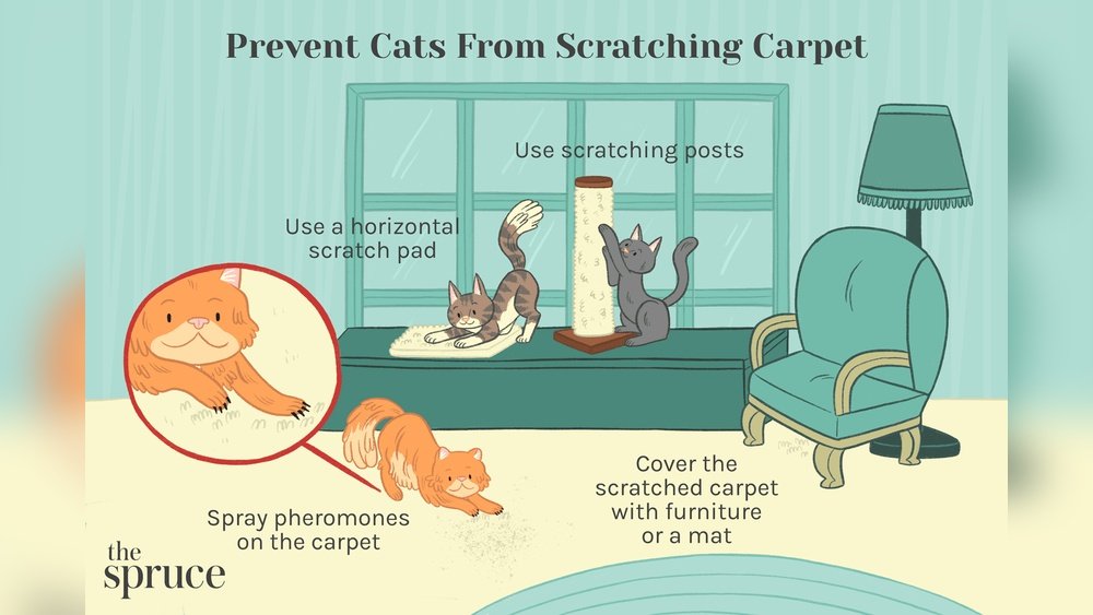 How to Stop a Cat Clawing the Carpet