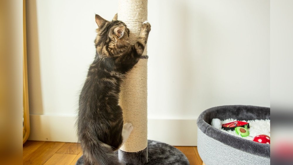 How to Stop a Cat from Clawing Carpet