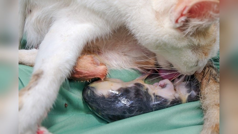 How to Stop a Cat from Eating Her Kittens