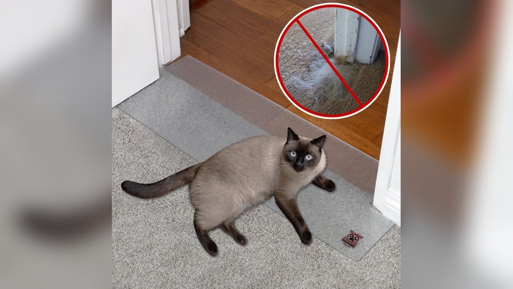 How to Stop a Cat from Tearing Up Carpet