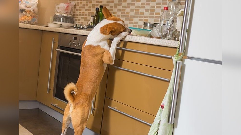How to Stop a Dog from Counter Surfing