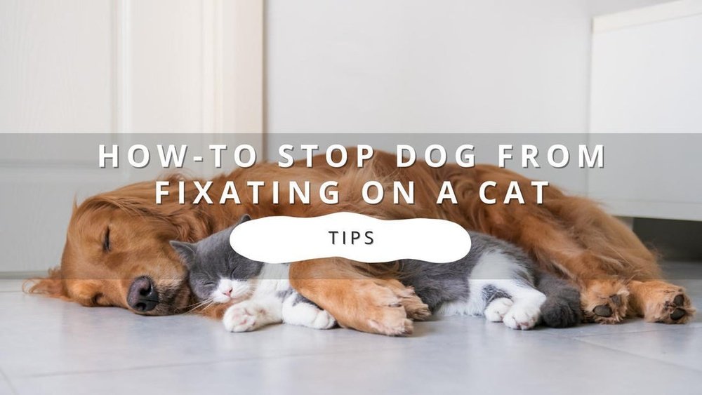 How to Stop a Dog from Fixating on a Cat