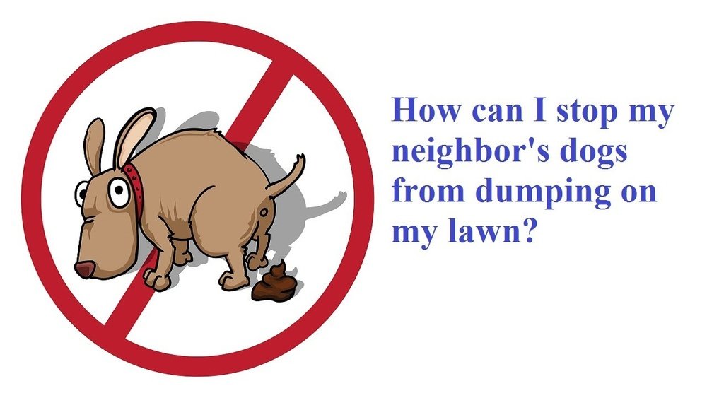 How to Stop a Dog from Pooping on My Lawn