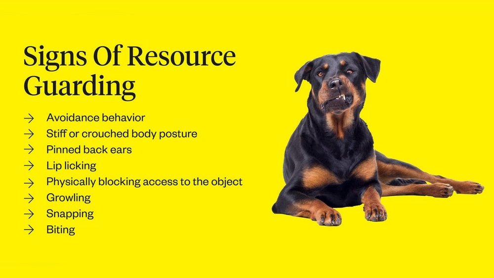 How to Stop a Dog from Resource Guarding a Person