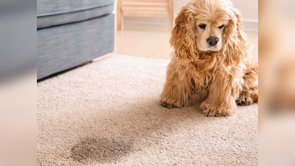 How to Stop a Dog from Urinating on Carpet