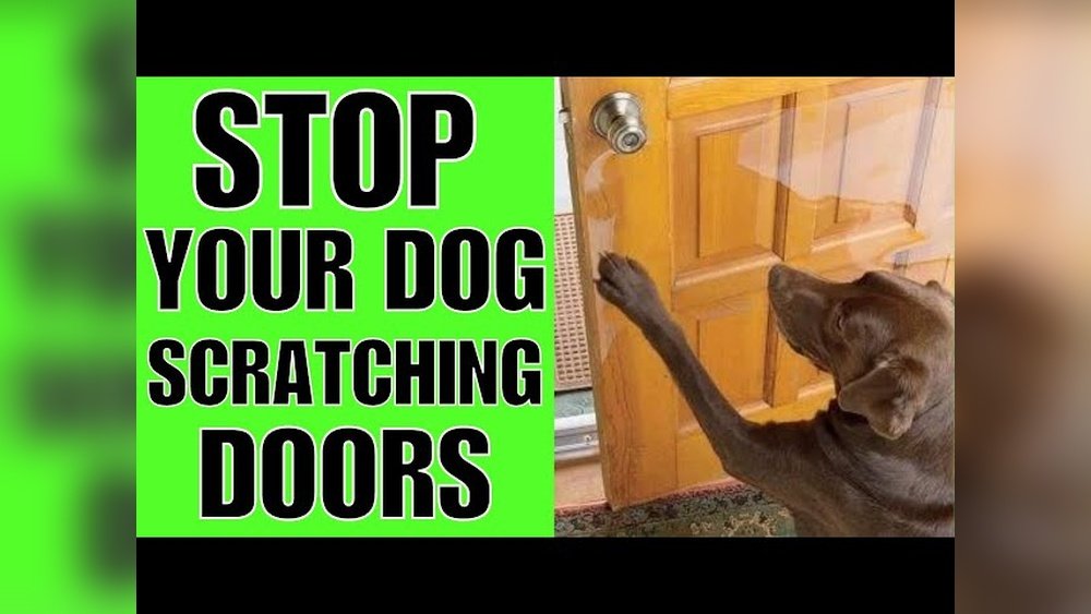 How to Stop a Dog Scratching at the Door
