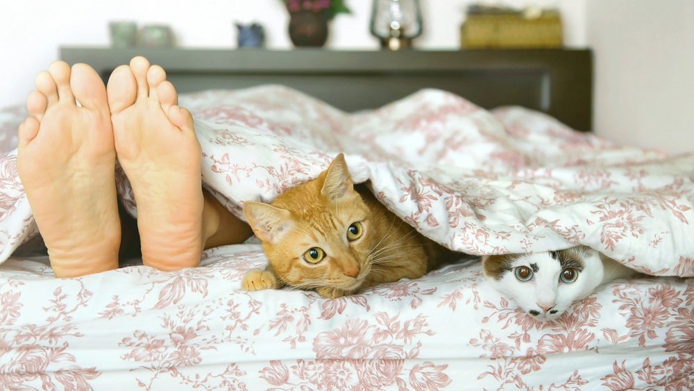 How to Stop Cat Attacking Feet in Bed
