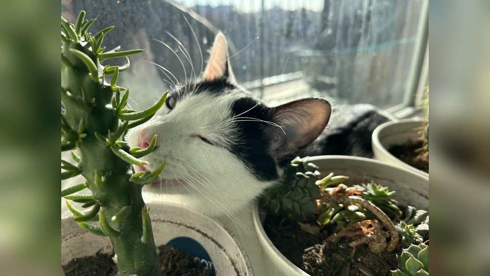 How to Stop Cat from Eating Plants