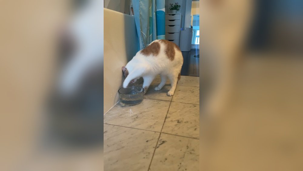 How to Stop Cat from Playing in Water Bowl