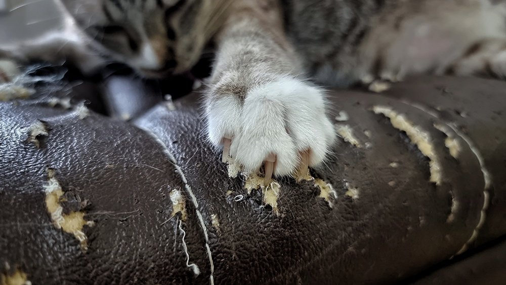 How to Stop Cat Scratching Leather Couch