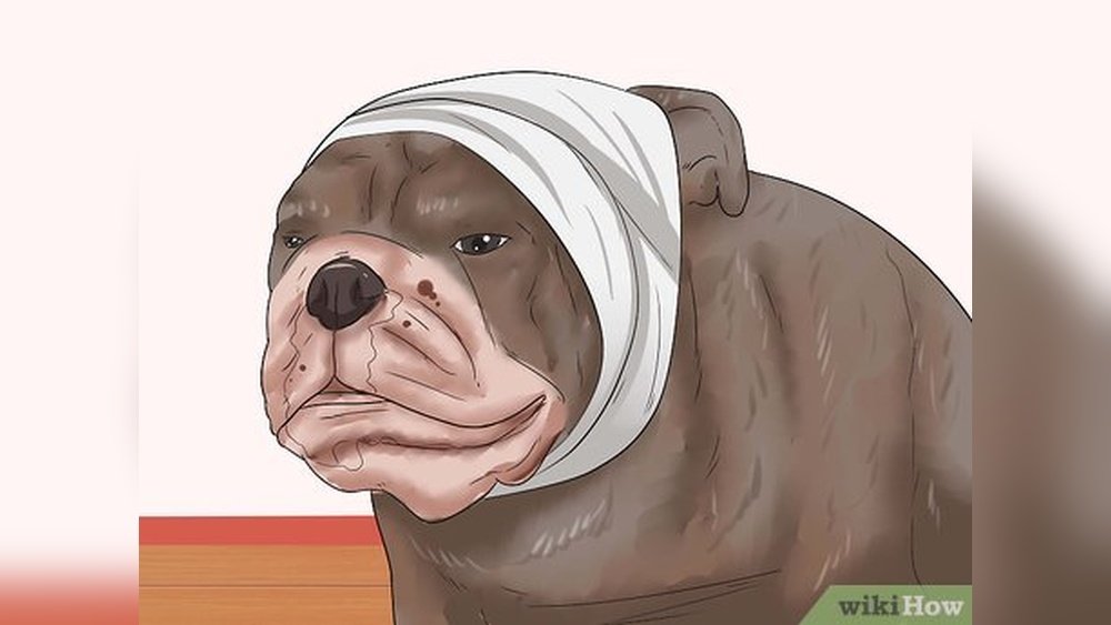 How to Stop Dog Bleeding Ear