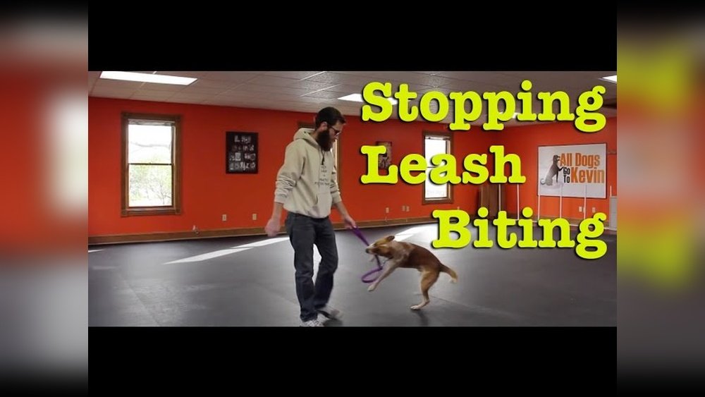 How to Stop Dog from Biting Leash