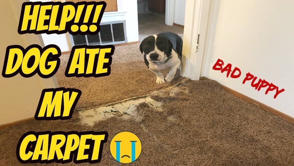 How to Stop Dog from Chewing Carpet