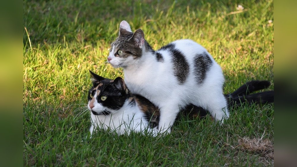 How to Stop Male Cat from Mounting Other Male Cat