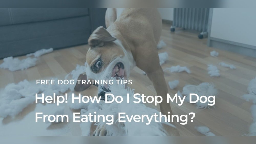 How to Stop Your Dog Eating Everything
