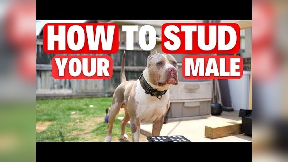 How to Stud Out Your Dog