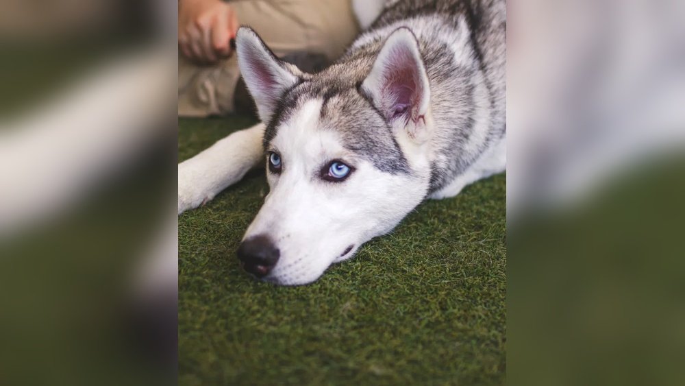 How to Surrender a Dog near Me