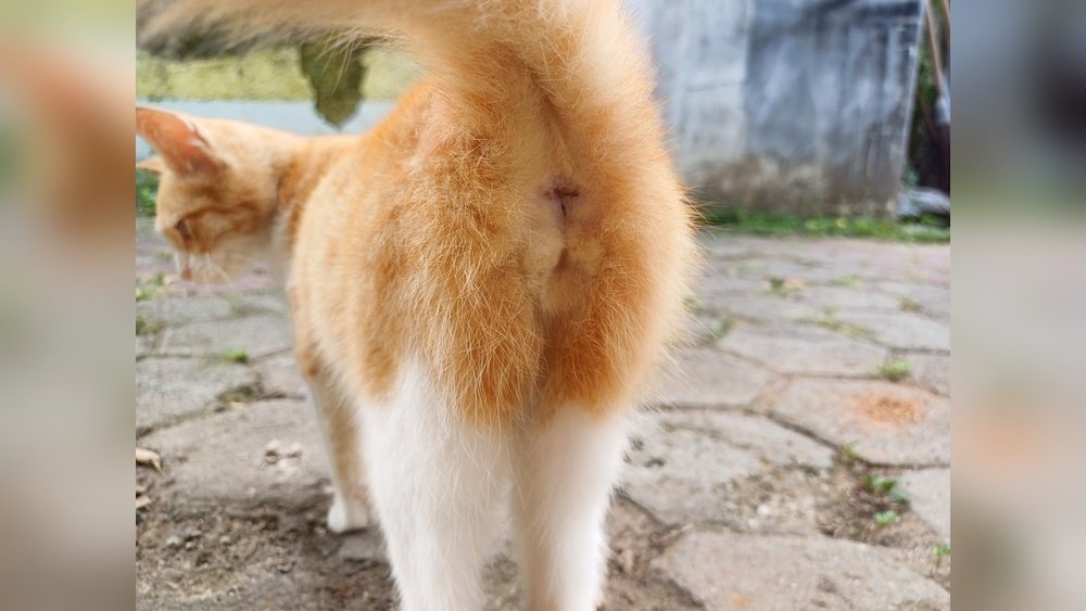 How to Teach a Cat to Clean Its Bum