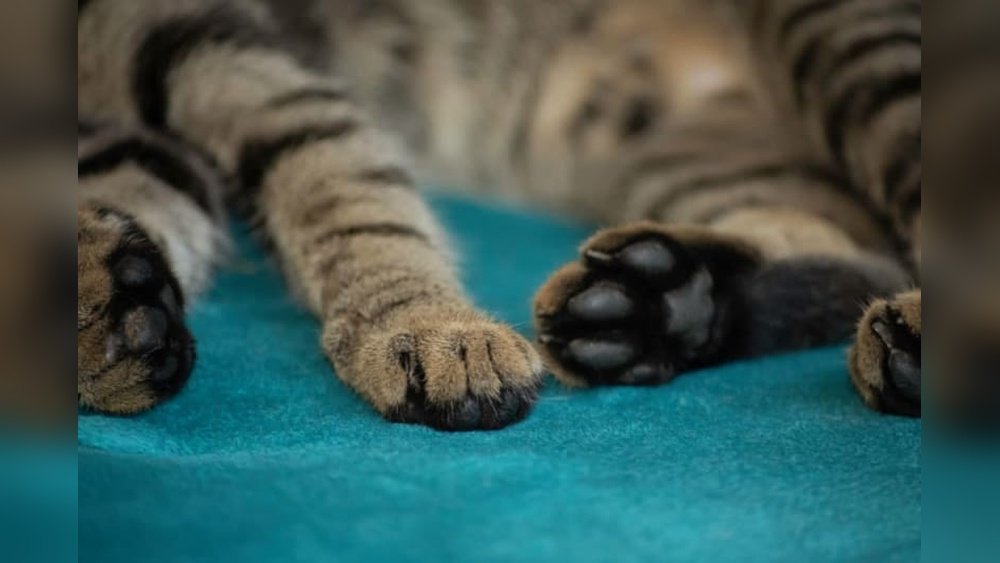 How to Tell If a Cat Has a Broken Leg