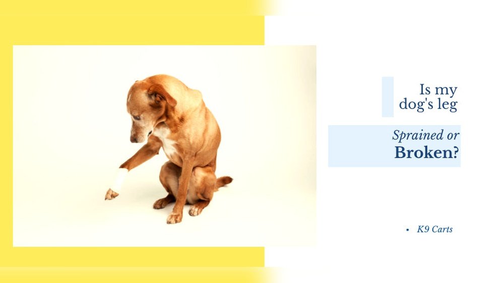 How to Tell If a Dog Broke Its Leg
