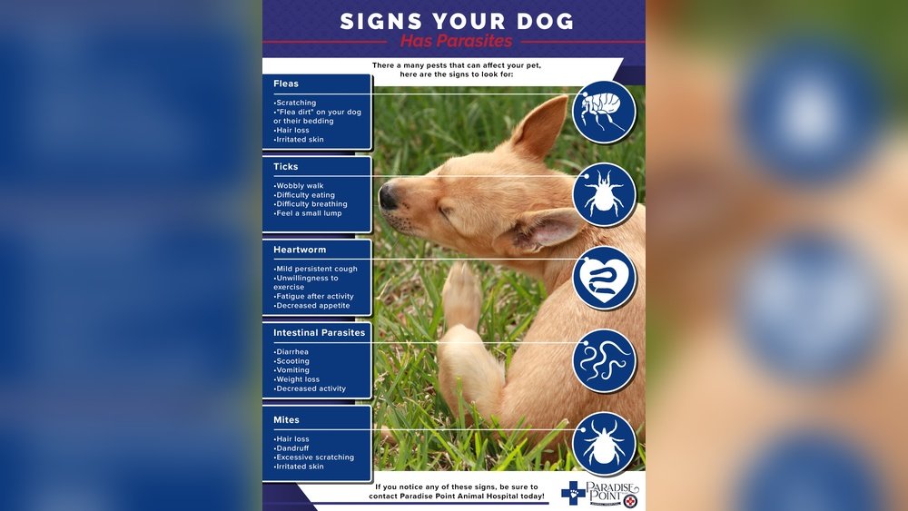 How to Tell If a Dog Has Parasites