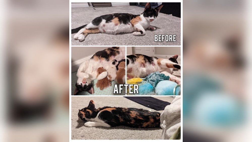 How to Tell If Cat Had Kittens