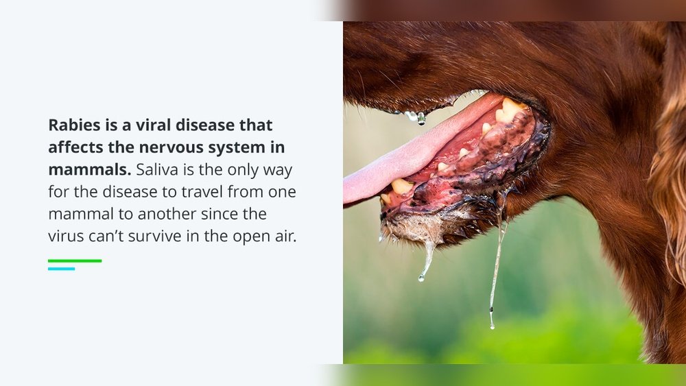 How to Tell If Dog Has Rabies