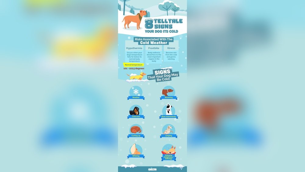 How to Tell If My Dog is Cold