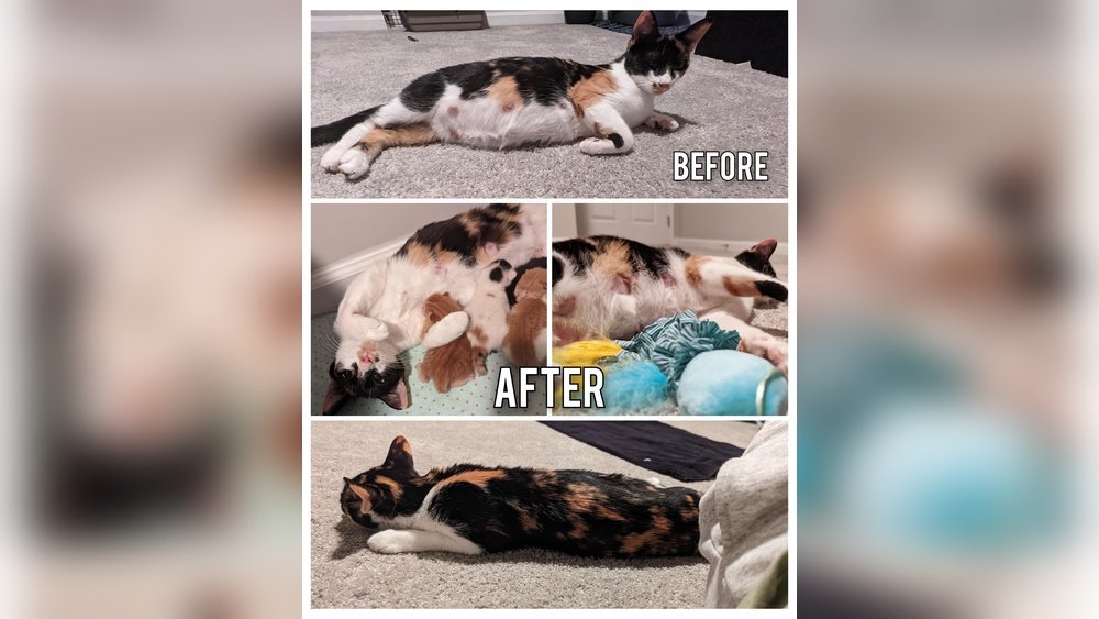 How to Tell If Stray Cat Gave Birth Recently Without