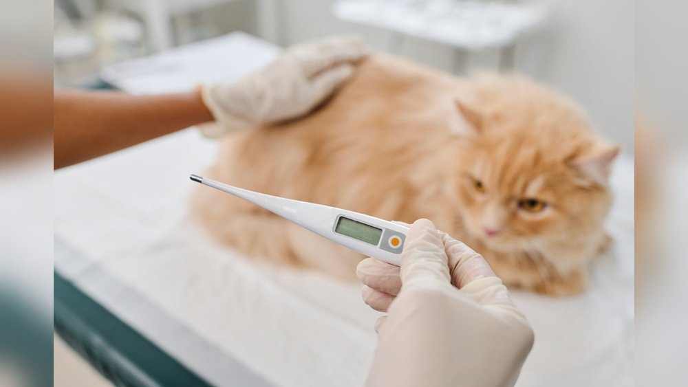 How to Tell If Your Cat Has a Temperature