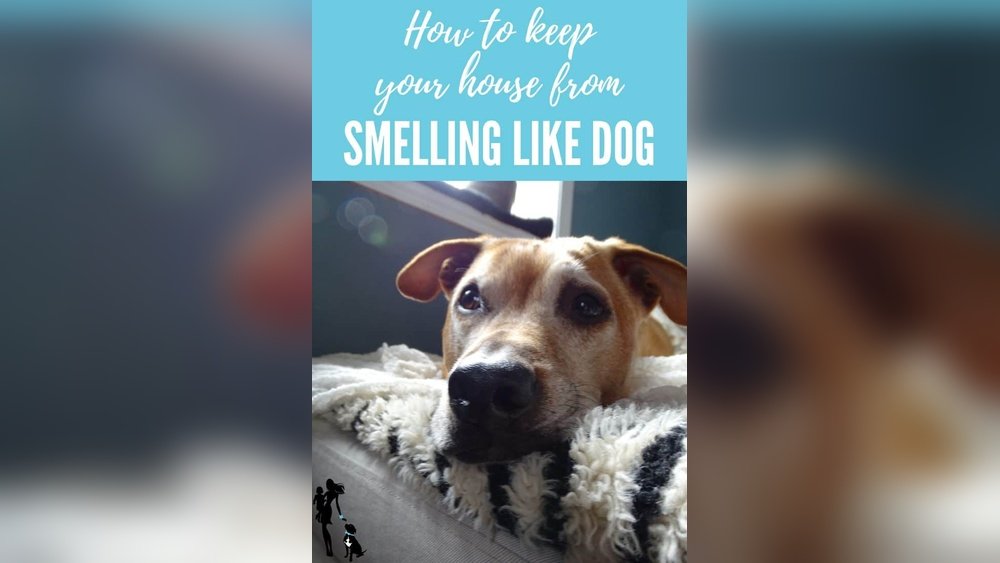 How to Tell If Your House Smells Like Cat