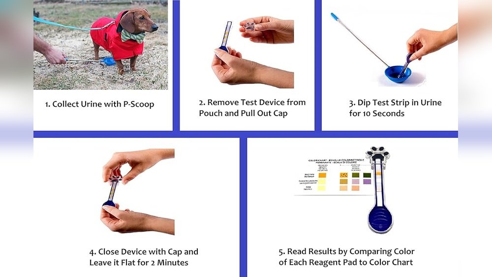 How to Test Dog for Uti