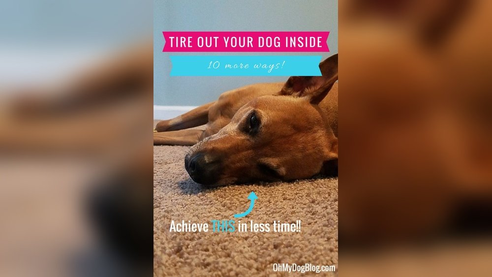 How to Tire Out a Dog