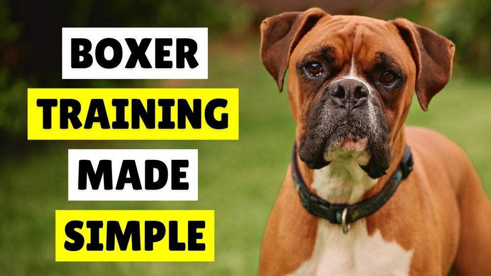 How to Train a Boxer Dog