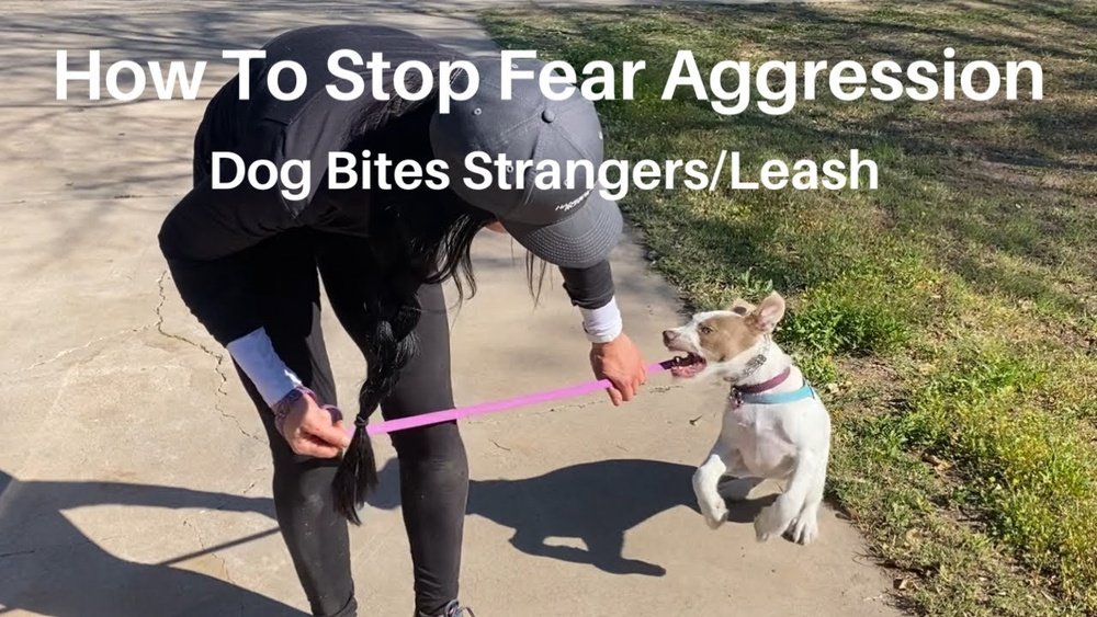 How to Train a Dog Not to Bite Strangers