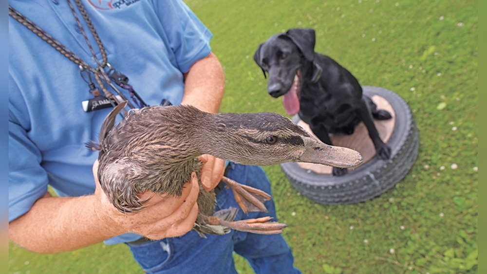 How to Train a Duck Dog