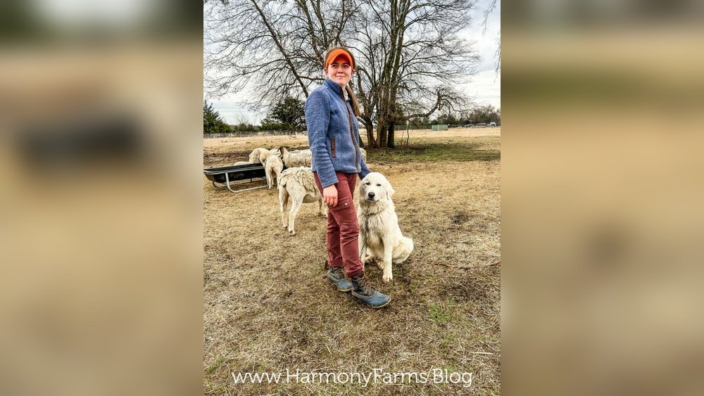 How to Train a Livestock Guardian Dog