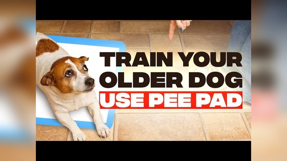 How to Train Older Dog to Use Pee Pad