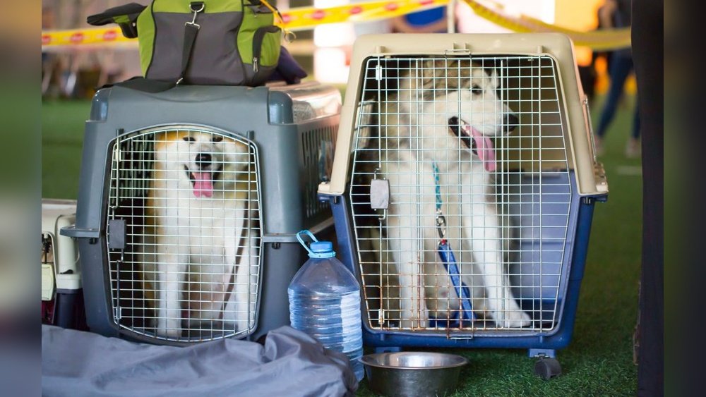 How to Travel With a Big Dog