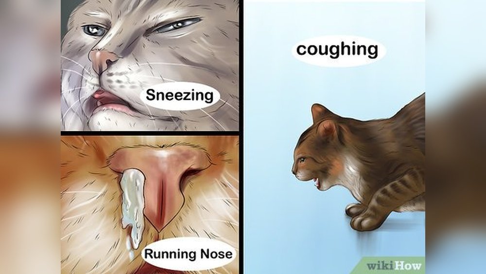 How to Treat a Cat Cold