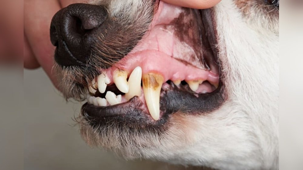 How to Treat a Dog Cavity at Home