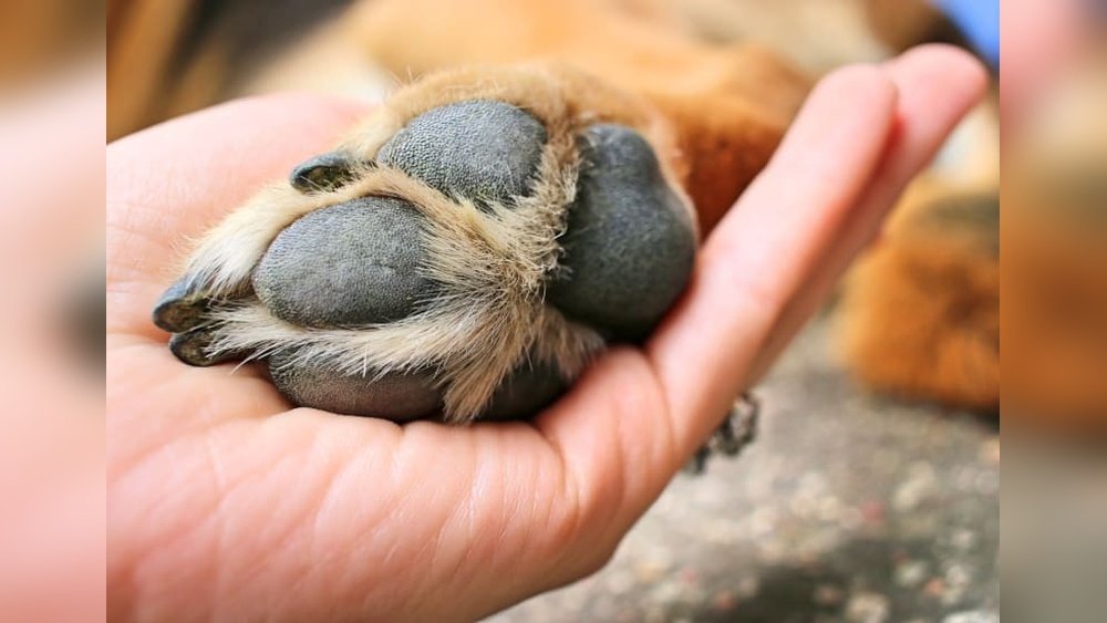 How to Treat a Dog Cut on the Paw