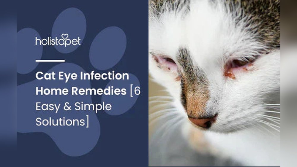 How to Treat Cat Eye Infection at Home