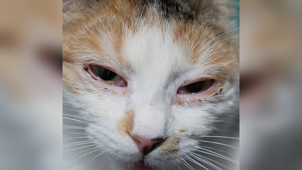 How to Treat Cat Eye Infection