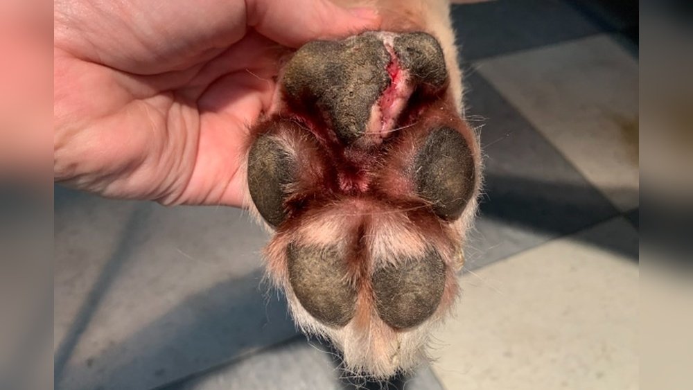 How to Treat Cut on Dog Paw