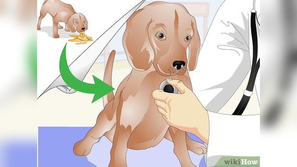 How to Treat Dog Leg Pain After Vaccination