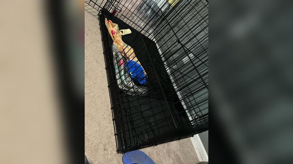 How to Wash Kong Dog Bed