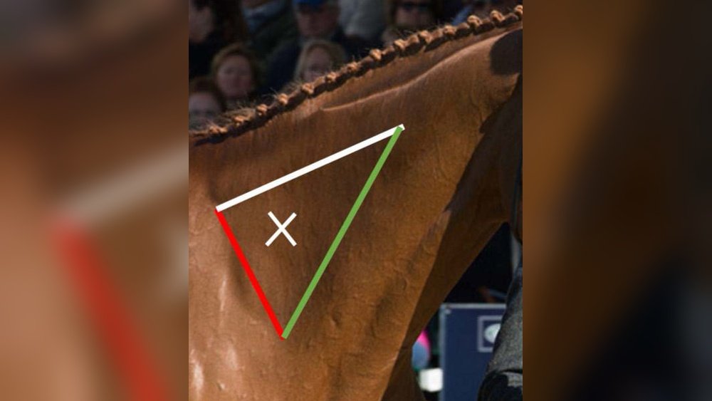 Intramuscular Injection Horse