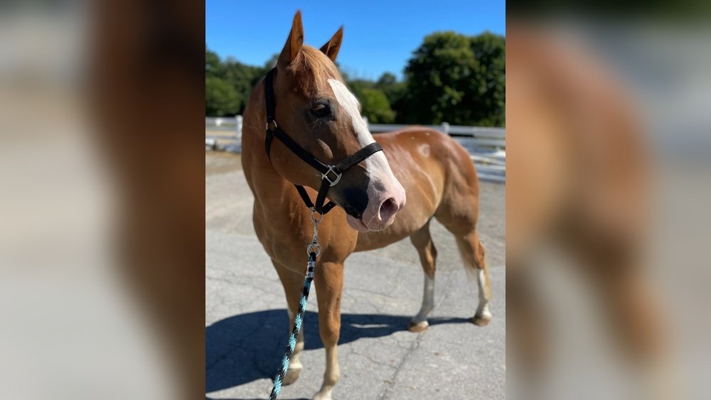 Lease Horses near Me