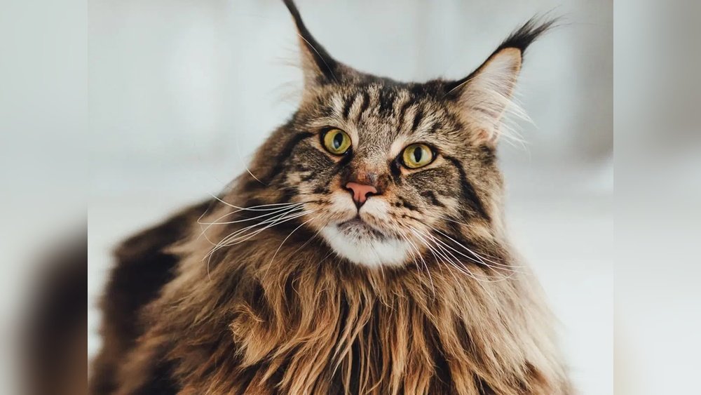 Maine Coon Cat How Much Do They Cost